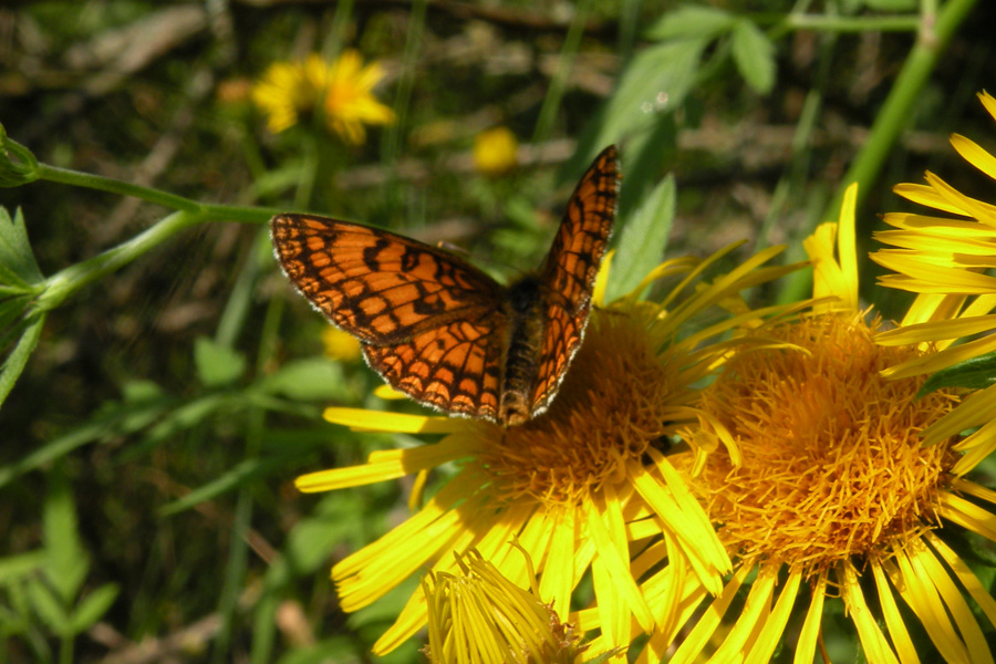 Melitaea athalia ?